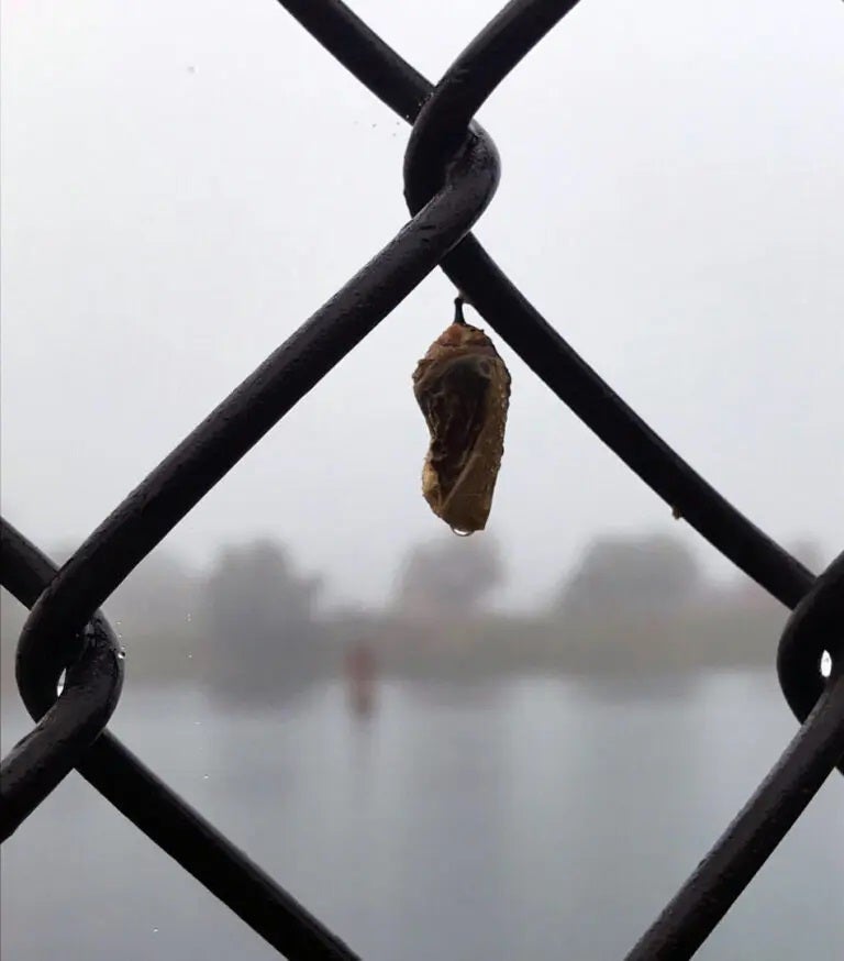 Small cacoon hanging on a metal fence