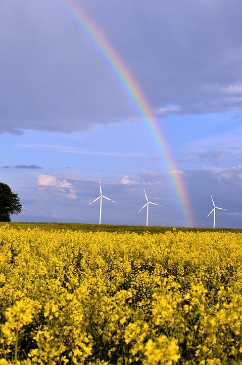 Field of poppies with wind turbines and a rainbow on the background.