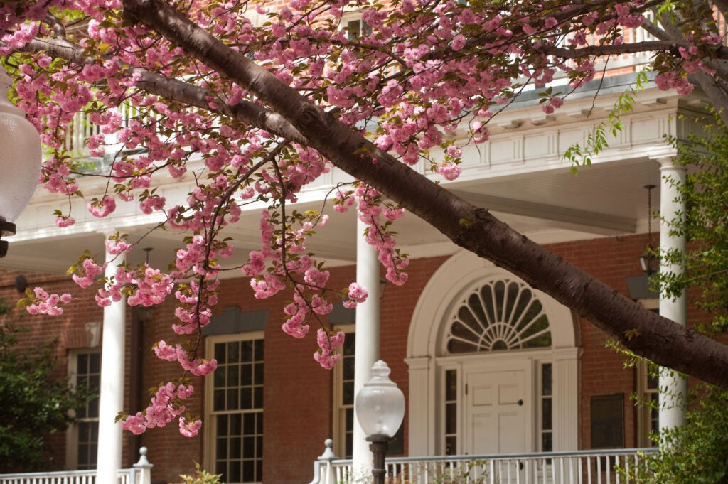 An exterior shot of the brick Old North patio with a cherry blossom branch in the foreground.